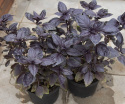 Purppurabasilika 'Red Rubin'