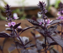 Purppurabasilika 'Red Rubin'