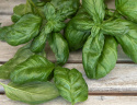 Maustebasilika 'Genovese'