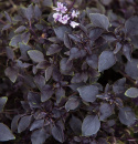 Pienilehtinen maustebasilika 'Purple Ball'