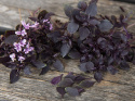 Pienilehtinen maustebasilika 'Purple Ball'