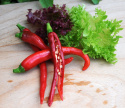 Chilipaprika 'De Cayenne'