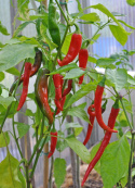 Chilipaprika 'De Cayenne'