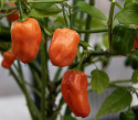 Havannapaprika 'Habanero Orange'