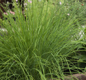Ruohosipuli 'Medium Leaf'