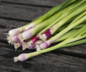 Pillisipuli 'Red Toga'