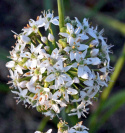Kiinansipuli