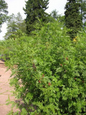 Lakritsikasvi