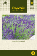 Laventeli
