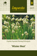Pillisipuli 'Winter Nest'