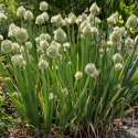 Pillisipuli 'Winter Nest'