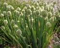 Pillisipuli 'Winter Nest'