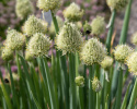 Pillisipuli 'Winter Nest'