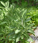 Ryytisalvia 'Extracta'