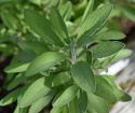 Ryytisalvia 'Extracta'