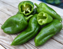Chilipaprika 'Padron'