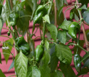 Chilipaprika 'Padron'