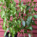 Chilipaprika 'Padron'