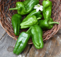 Chilipaprika 'Padron'