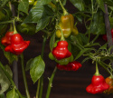 Marjapaprika 'Nepalese Bell'