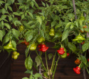 Marjapaprika 'Nepalese Bell'