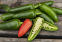 Chilipaprika 'Jalapeño M'