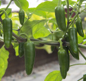 Chilipaprika 'Jalapeño M'