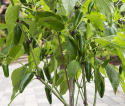 Chilipaprika 'Jalapeño M'