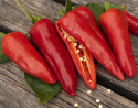 Chilipaprika 'Gorria'