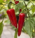 Chilipaprika 'Gorria'