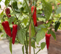 Chilipaprika 'Gorria'