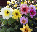 Tarhadaalia 'Redskin Mixed'
