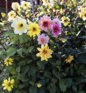 Tarhadaalia 'Redskin Mixed'