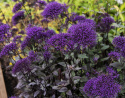 Isosininuppi 'Black Knight'