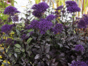 Isosininuppi 'Black Knight'