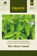 Sitruunabasilika 'Mrs' Burns' Lemon'