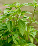 Sitruunabasilika 'Mrs' Burns' Lemon'