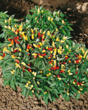 Pensaspaprika 'Tabasco'