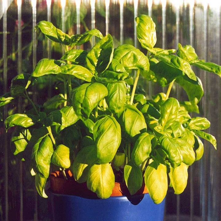 Maustebasilika 'Genovese Compatto'