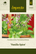 Vaniljbasilika 'Vanilla Spice'