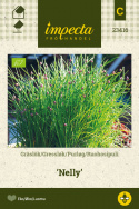 Ruoholaukka 'Nelly'