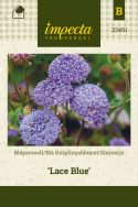 Sinivarjo 'Lace Blue'