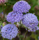Sinivarjo 'Lace Blue'