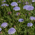 Sinivarjo 'Lace Blue'