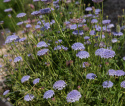 Sinivarjo 'Lace Blue'