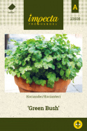 Korianteri 'Green Bush'