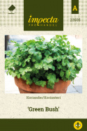 Korianteri 'Green Bush'