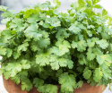 Korianteri 'Green Bush'