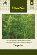 Lakritsisamettikukka 'Dropshot'