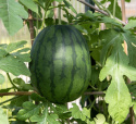 Vesimeloni 'Janosik'